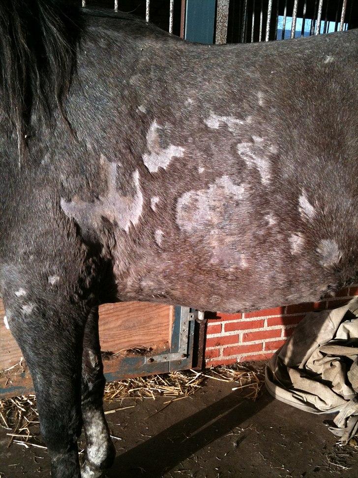 MF med regneksem ):  billede 4