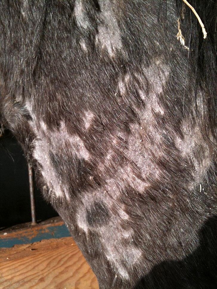 MF med regneksem ):  billede 5