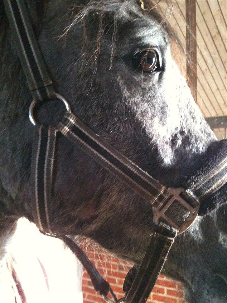 MF med regneksem ):  billede 6