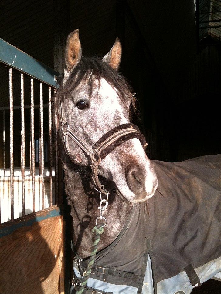 MF med regneksem ):  billede 8