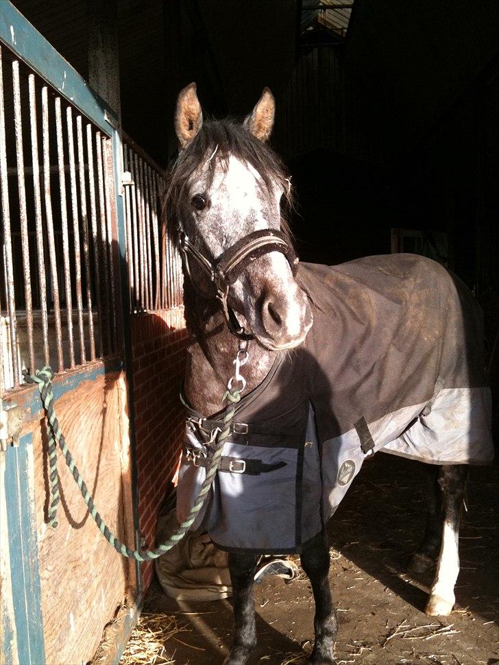 MF med regneksem ):  billede 9