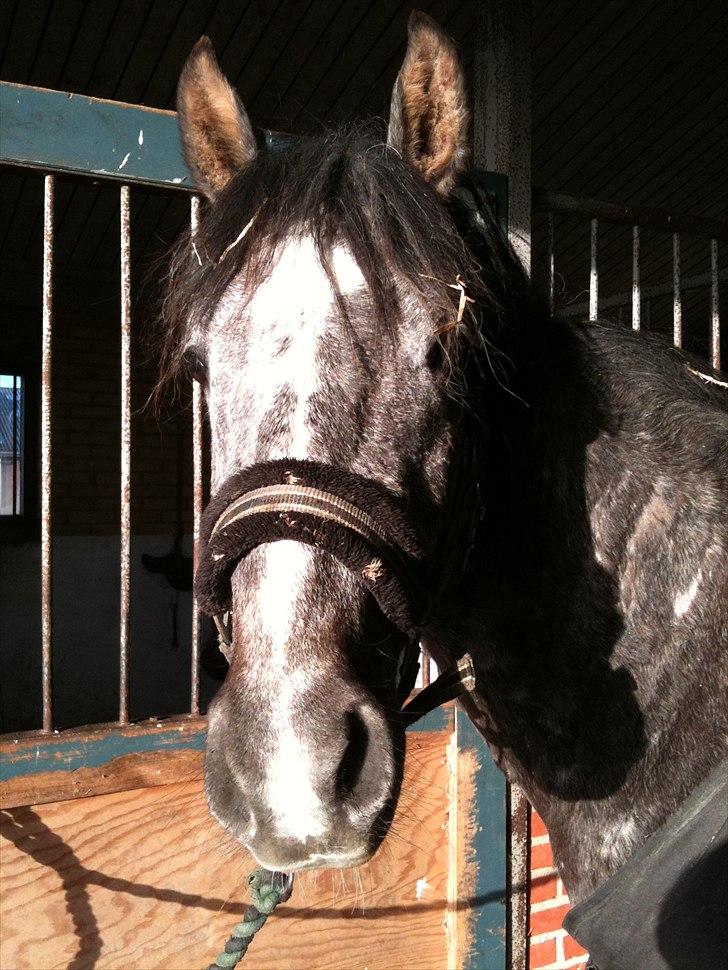 MF med regneksem ):  billede 10