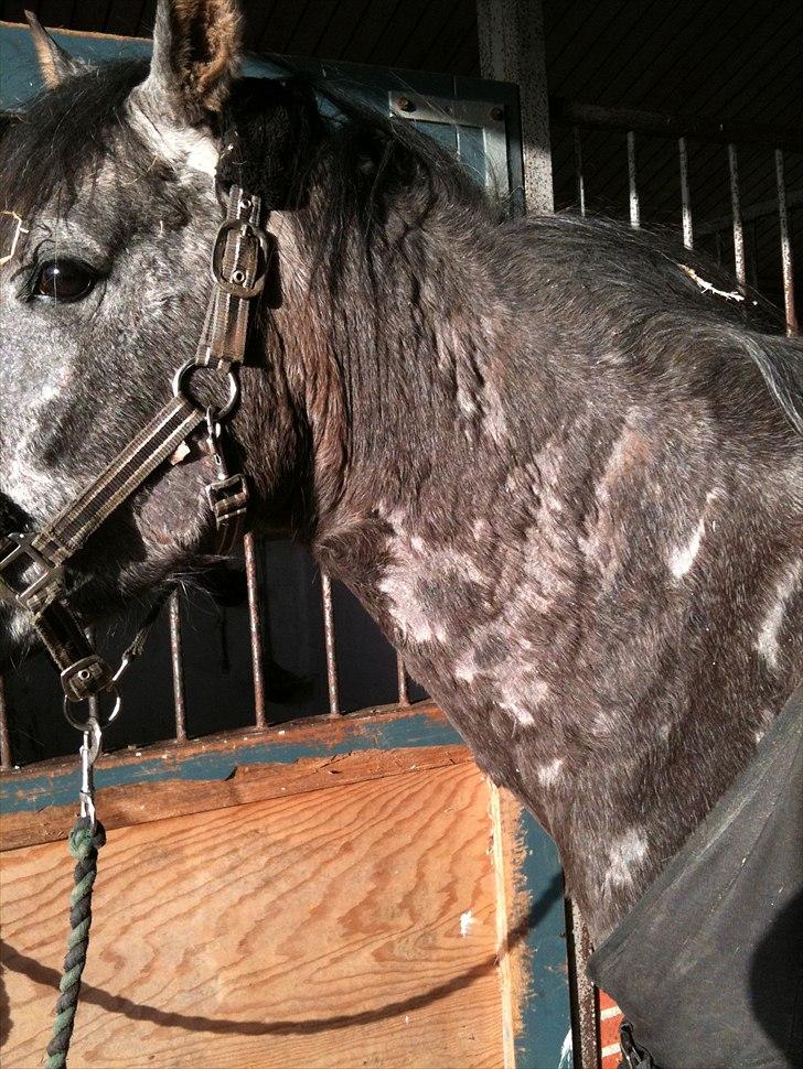 MF med regneksem ):  billede 11