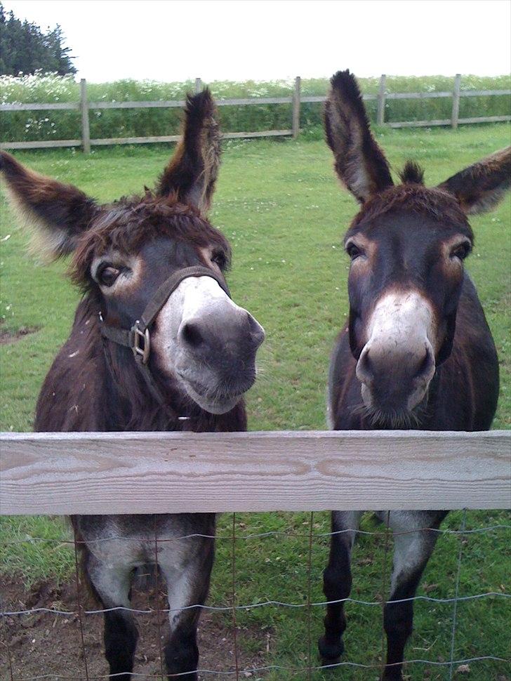 Mine søde dyr. billede 1