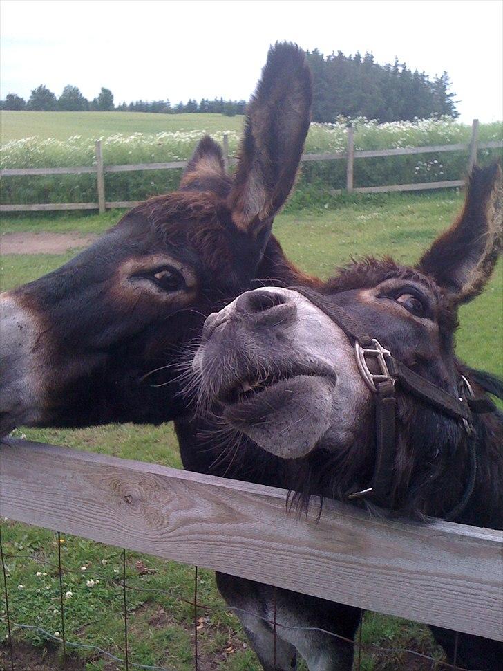 Mine søde dyr. billede 2