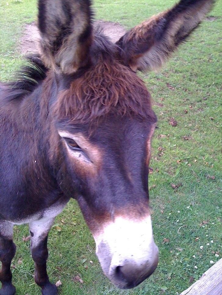 Mine søde dyr. billede 3