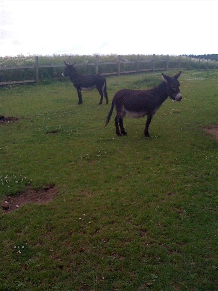 Mine søde dyr. billede 4