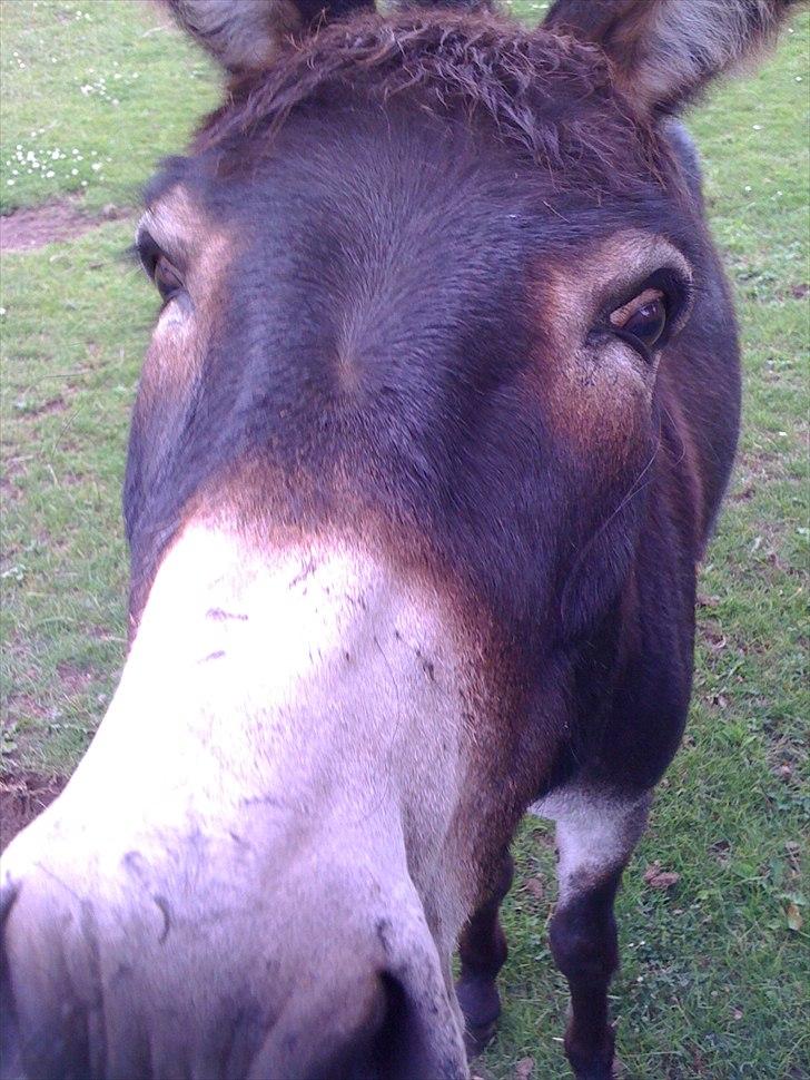 Mine søde dyr. billede 6