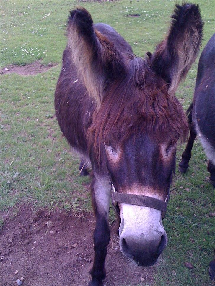 Mine søde dyr. billede 7