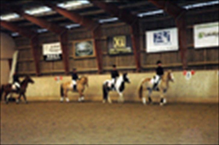 Kvadrilleridning til freddies 40 års fødselsdag  - Sally skulle lige skide billede 6