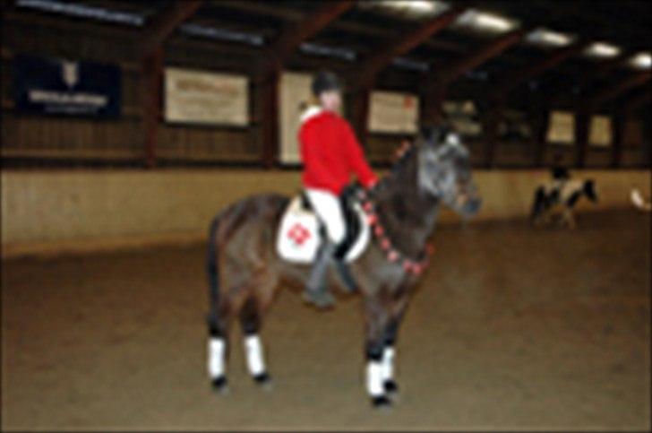 Kvadrilleridning til freddies 40 års fødselsdag  billede 15