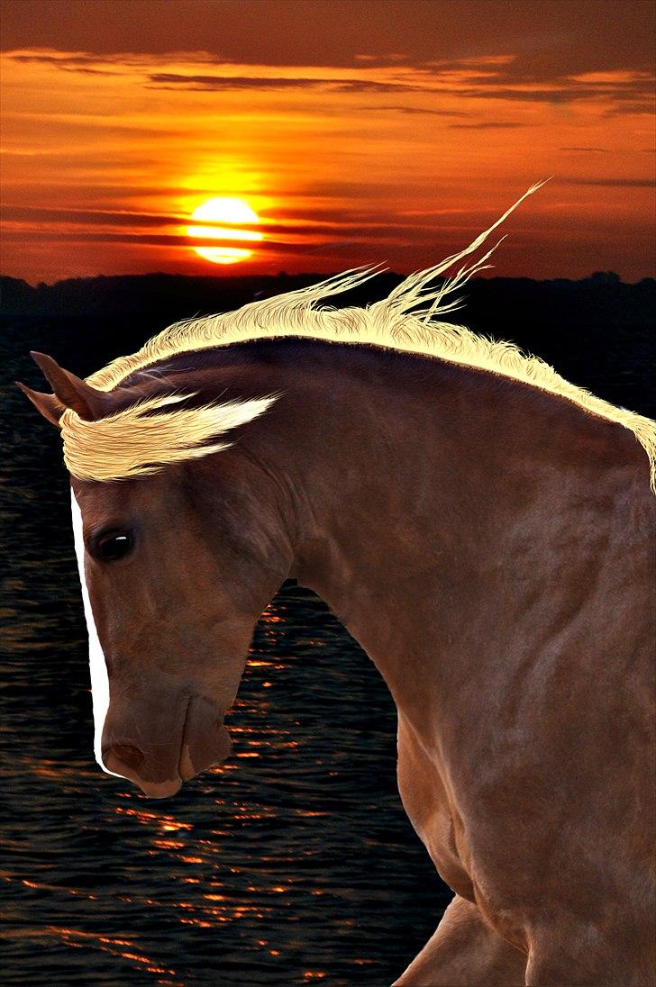 Billeder lavet/redigeret i Photoshop billede 2