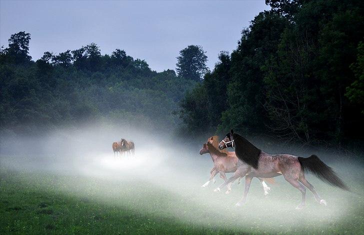 Billeder lavet/redigeret i Photoshop billede 4