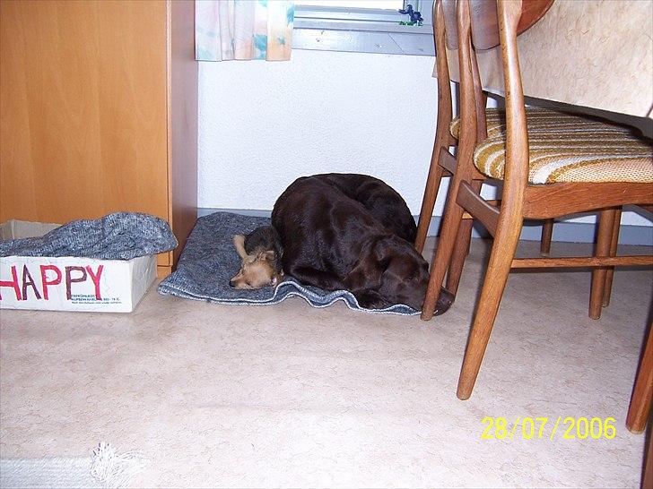 Min søde Hunde - Vi skal lige lære hindanden at kende
Happy til venstre og frigg til højre billede 1