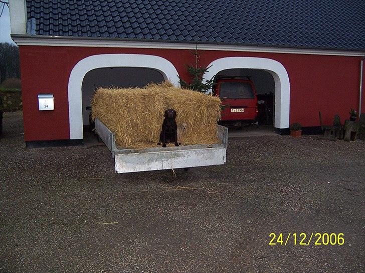 Min søde Hunde - Vi vil med billede 2