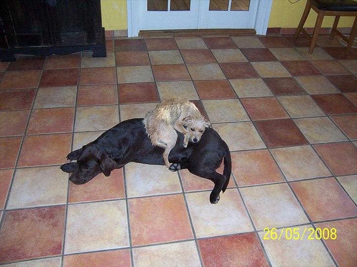 Min søde Hunde - Nu ligger jeg godt
 billede 3