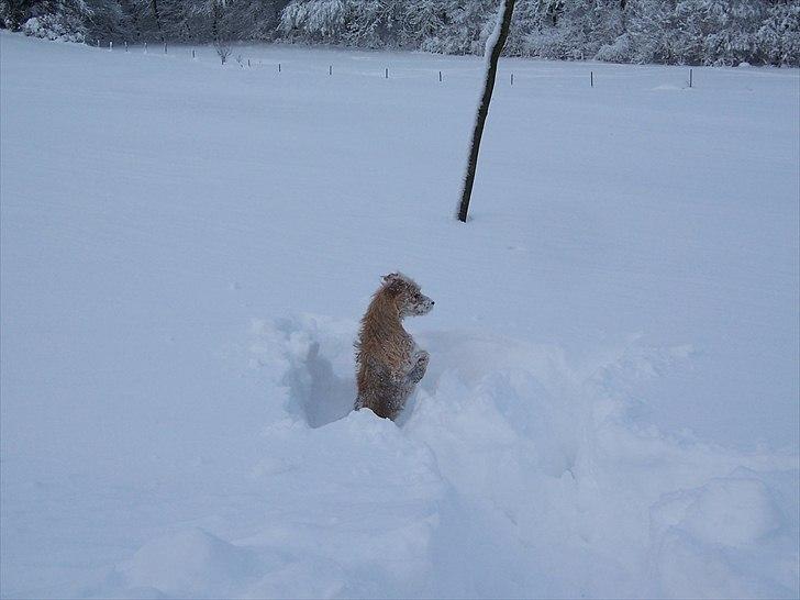 Min søde Hunde - Jeg kan ikke se noget for alt det sne! billede 4