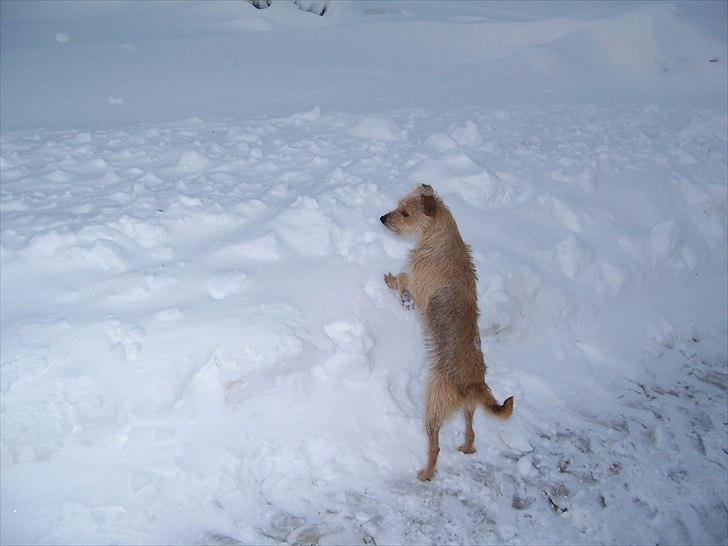 Min søde Hunde billede 7