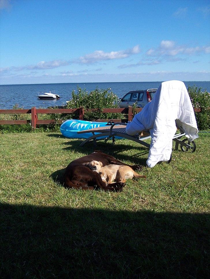 Min søde Hunde - Det er digligt varmt her i solen billede 8