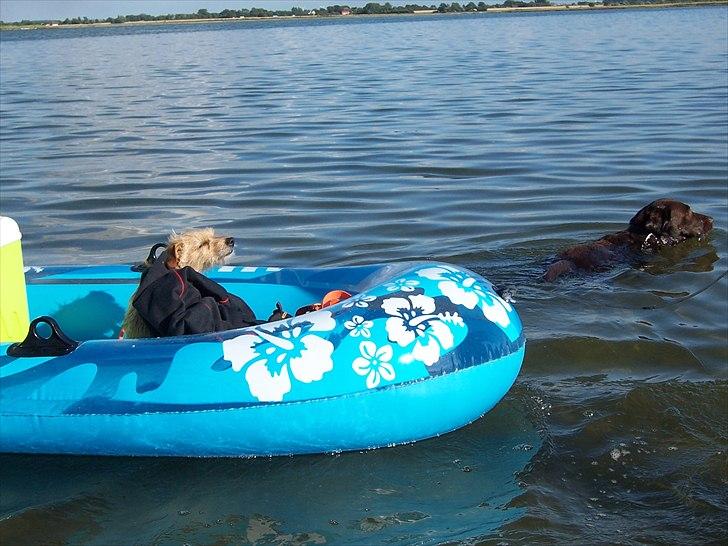 Min søde Hunde - Aj hvor er det dejligt i denne båd billede 9