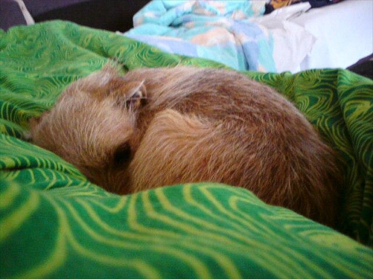 Min søde Hunde billede 10