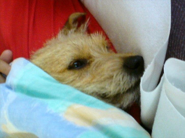 Min søde Hunde billede 11