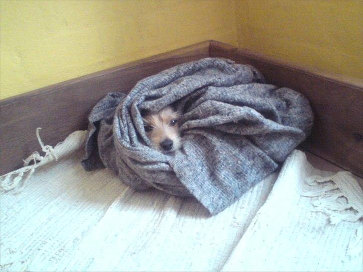 Min søde Hunde - Uhh hvor er det dejligt billede 12