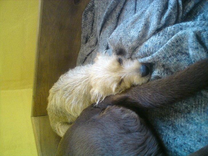 Min søde Hunde billede 13