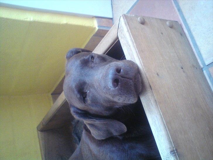 Min søde Hunde billede 14