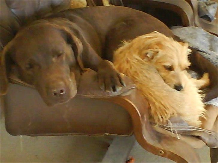 Min søde Hunde - Så er der pause billede 15