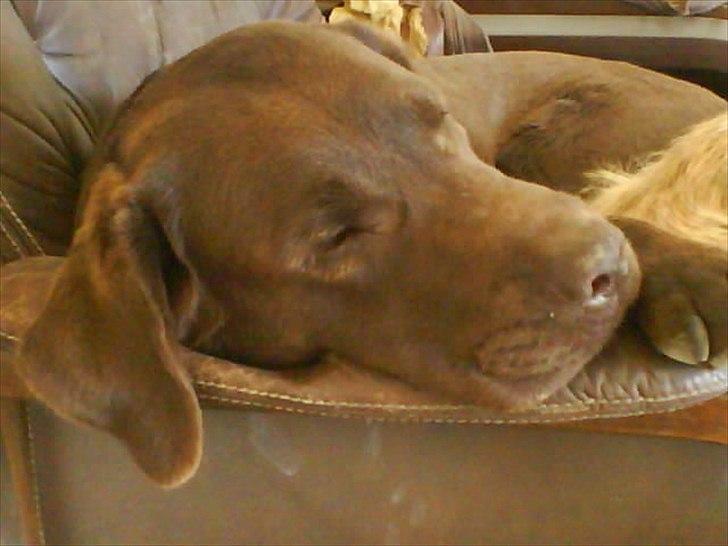 Min søde Hunde - Jeg er lidt trædt billede 16