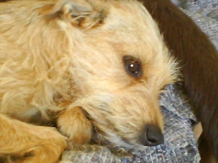 Min søde Hunde billede 17