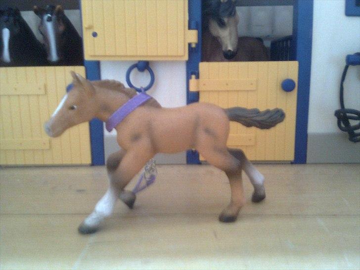 Rosengaarden's Schleich Heste - Navn: Rosengaarden's Koh Hai, Køn: Hoppe, Race: Araber, Mor: RG's Savanna, Far: RG's Shamir, Alder: ½ år, Kommentar: Som mor som datter. Savanna og Hai minder meget om hindanden både i udseende og være måde. billede 93