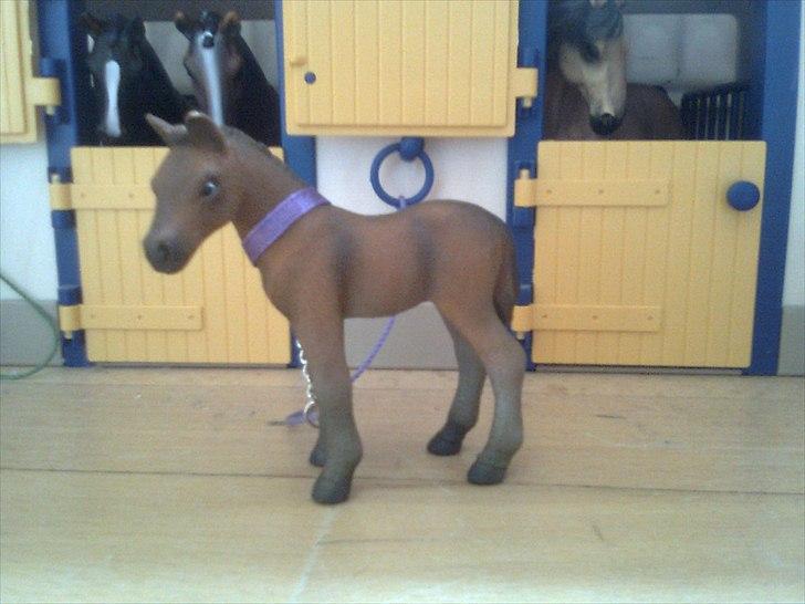 Rosengaarden's Schleich Heste - Navn: Rosengaarden's Jasmin, Køn: Hoppe, Race: Araber, Mor: RG's Sif, Far: RG's Shamir, Alder: 1 år, Kommentar: Jasmin er et sødt men lidt nervøst og forsigtigt føl. Hendes ynglings søster er Shadow og de to er bedste veninder. billede 94