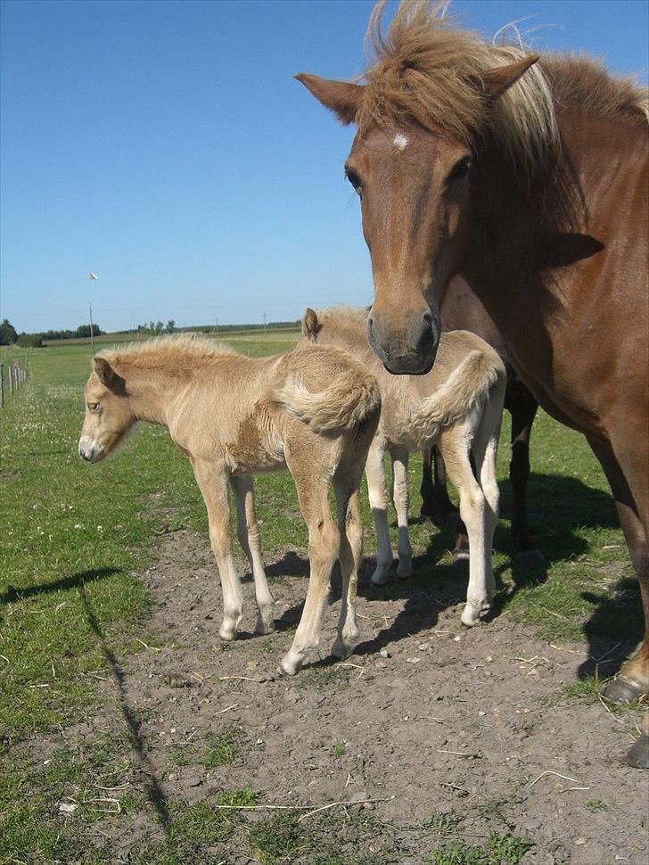Meldgaard billede 10