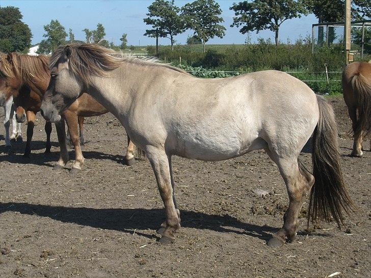 Meldgaard billede 11