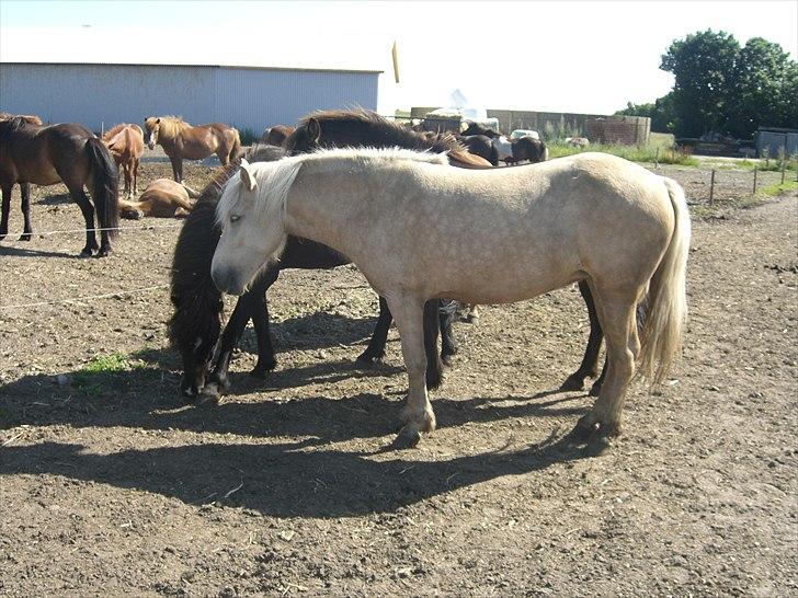 Meldgaard billede 12