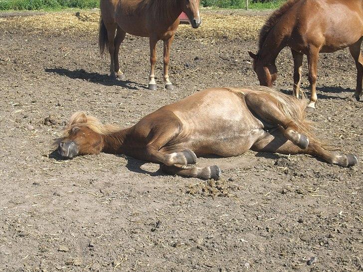 Meldgaard billede 13