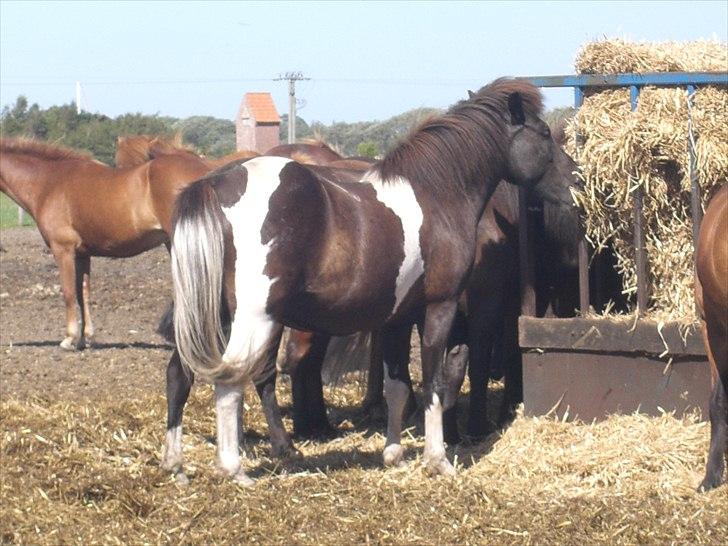 Meldgaard billede 14