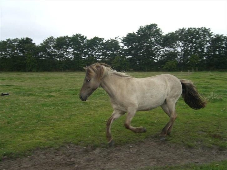 Meldgaard billede 15