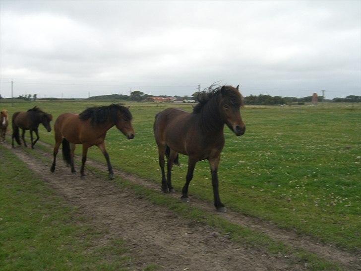 Meldgaard billede 16