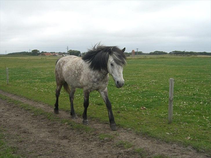 Meldgaard billede 17