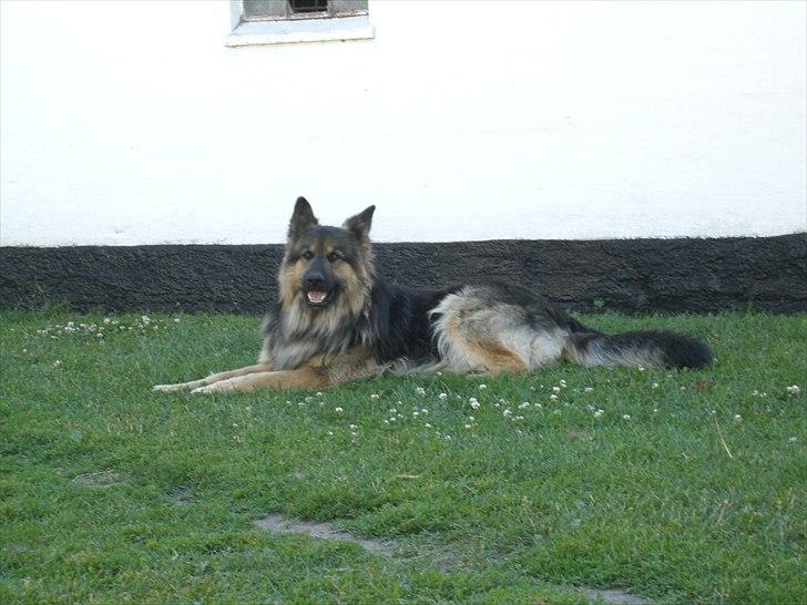 Meldgaard billede 18