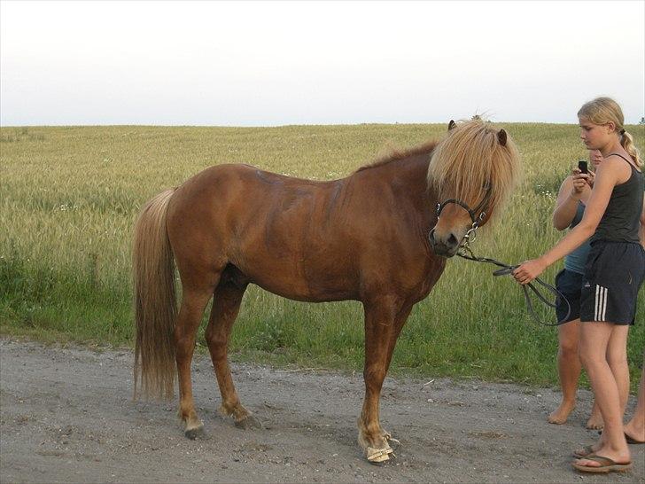 Meldgaard billede 19