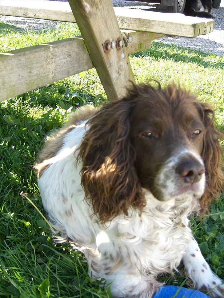 Meldgaard billede 20