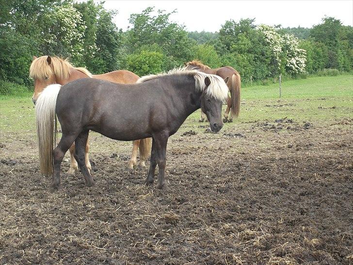 Meldgaard billede 22