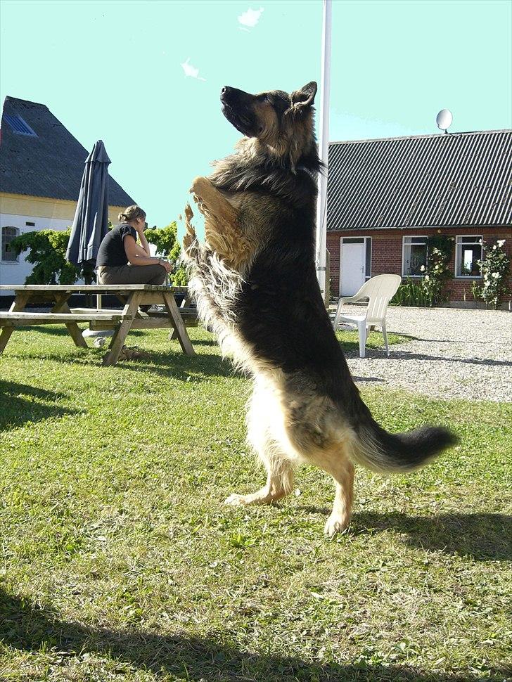 Meldgaard billede 23