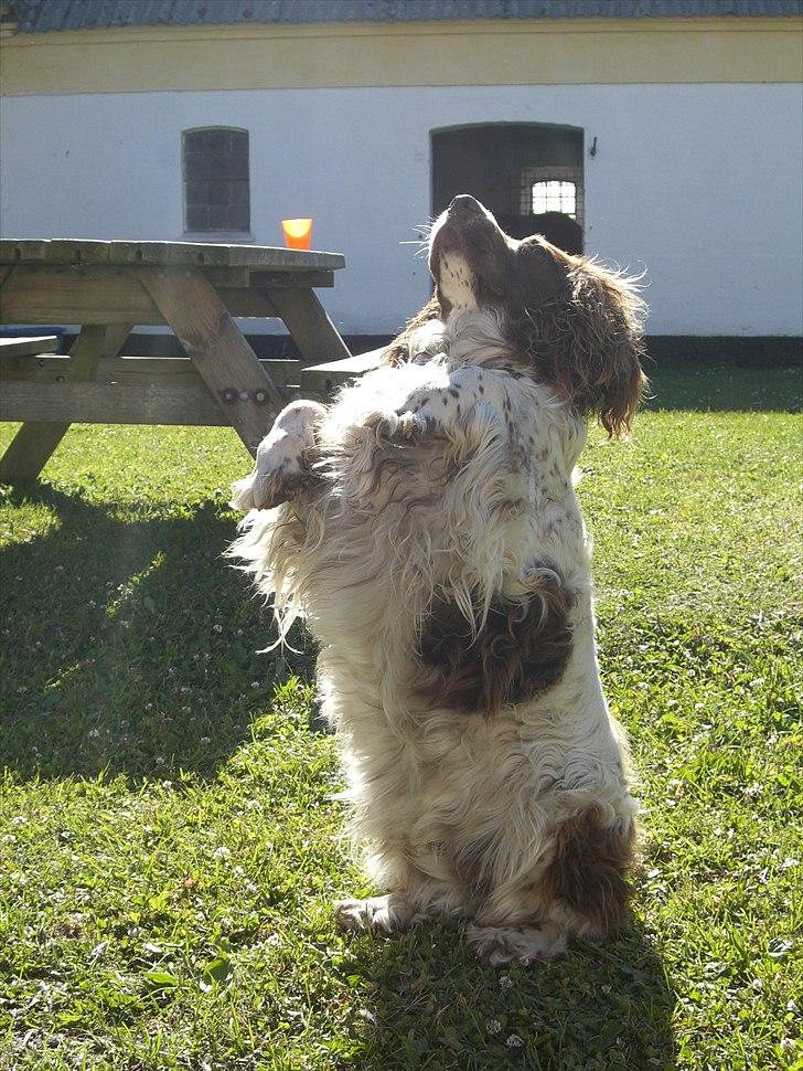 Meldgaard billede 24