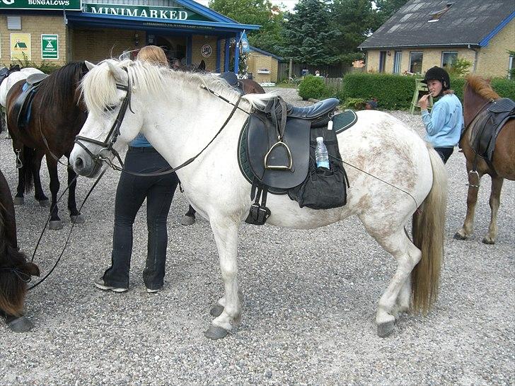 Meldgaard billede 25