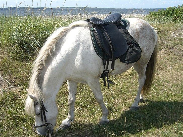 Meldgaard billede 26